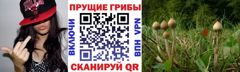Псилоцибиновые грибы Psilocybe  Короча 
